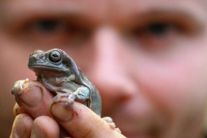 Wolontariusze estoński udało się uratować życie żaby migracyjnych Wolontariusze estoński udało się uratować życie żaby migracyjnych